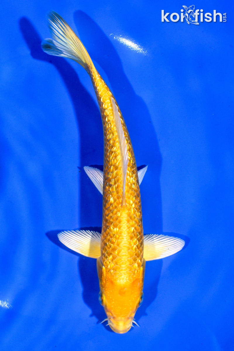 7" GINRIN YAMABUKI OGON