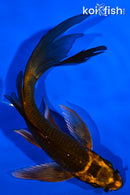 5.75" ORENJI MATSUBA BUTTERFLY