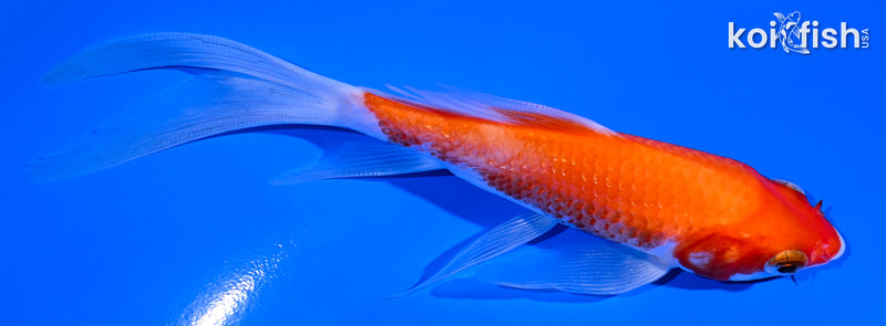 5.5" KOHAKU BUTTERFLY
