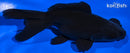 4.75" TELESCOPE FANTAIL GOLDFISH