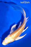 5.75" DOITSU YAMABUKI OGON BUTTERFLY