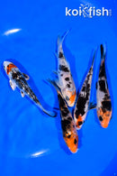 PACK OF (5) 4-4.25" STANDARD KOI