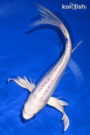 8.75" DOITSU PLATINUM OGON BUTTERFLY