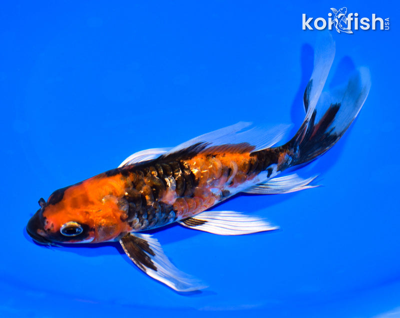 7.25" GINRIN ARAGOKE HI SHOWA BUTTERFLY