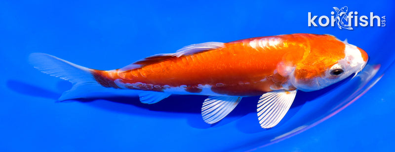 6.25" KIKUSUI
