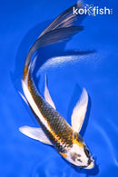 6" BENI GINGA BUTTERFLY