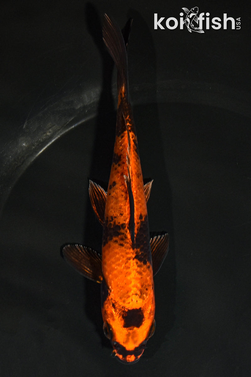 5.5" KIN HI UTSURI