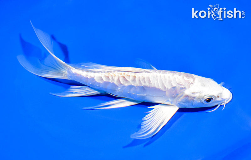 7.75" ARAGOKE HARIWAKE BUTTEERFLY