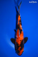10.75" KIN SHOWA