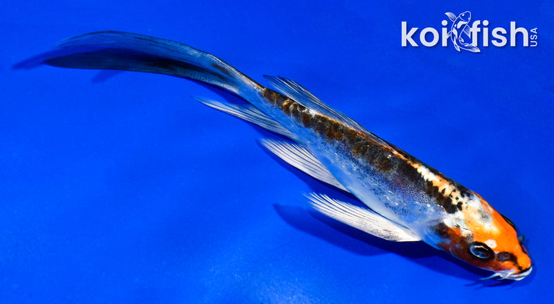 5" KIKOKURYU BUTTERFLY