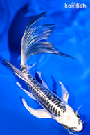 6.25" KIKOKURYU BUTTERFLY