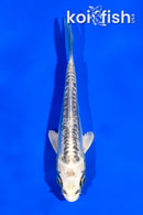 4" KIKOKURYU