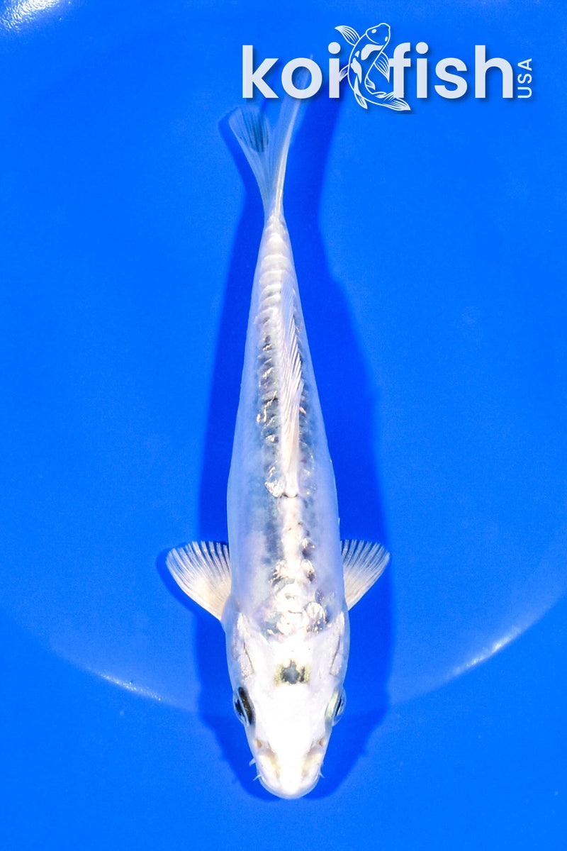 5.75" GINRIN GIN SHIRO BEKKO