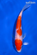 6" DOITSU KOHAKU