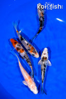 PACK OF (5) 4.5-4.75" STANDARD KOI