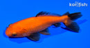 4.75" WAKIN GOLDFISH