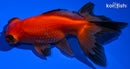 4.75" TELESCOPE GOLDFISH
