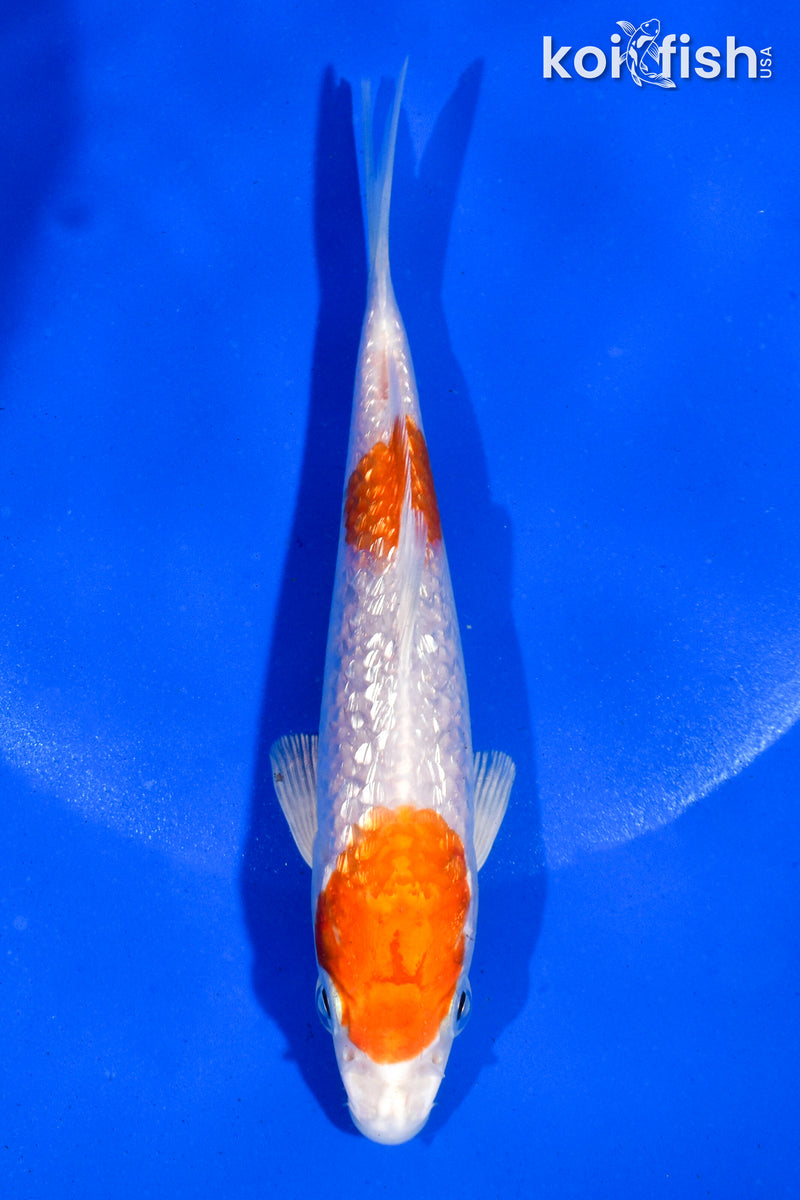5" GINRIN HARIWAKE