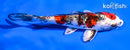 5.5" GINRIN YAMATO NISHIKI