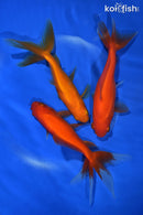 PACK OF (3) 5.5-6" WAKIN GOLDFISH