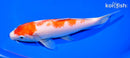7.75" KOHAKU