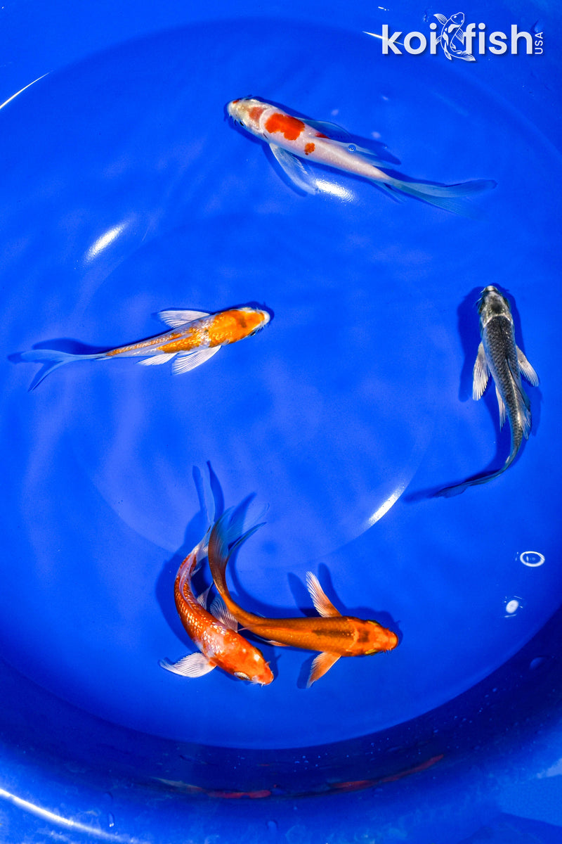 PACK OF (5) 3-4" BUTTERFLY KOI