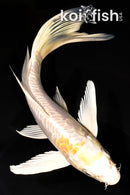 8" ARAGOKE LEMON HARIWAKE BUTTERFLY