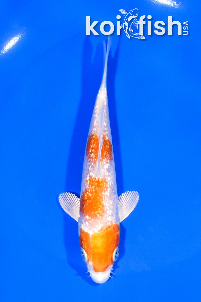 5.75" GINRIN HARIWAKE