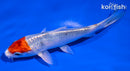5.5" TANCHO YAMATO NISHIKI