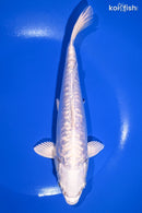 9" GINRIN DOITSU PLATINUM OGON