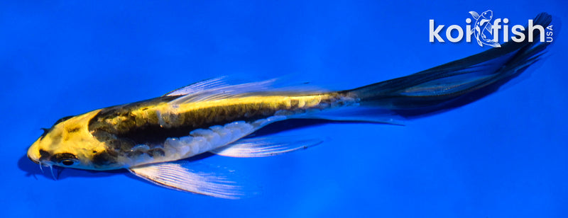 5.5" ARAGOKE KIN KIKOKURYU BUTTERFLY