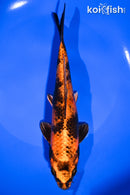8" KIN HI UTSURI