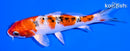 6" YAMATO NISHIKI