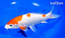 8.5" KOHAKU