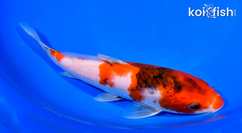 8" GOROMO