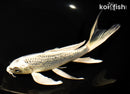 7.75" GINRIN GIN MATSUBA BUTTERFLY