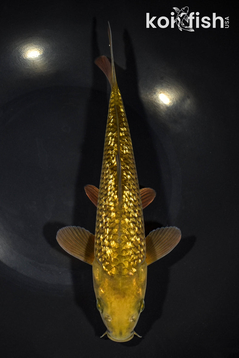 10" GINRIN CHAGOI