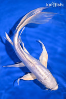 10.25" DOITSU PLATINUM OGON BUTTERFLY