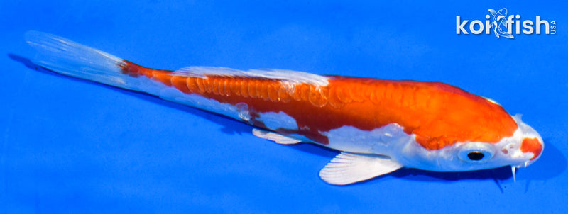 5" KIKUSUI