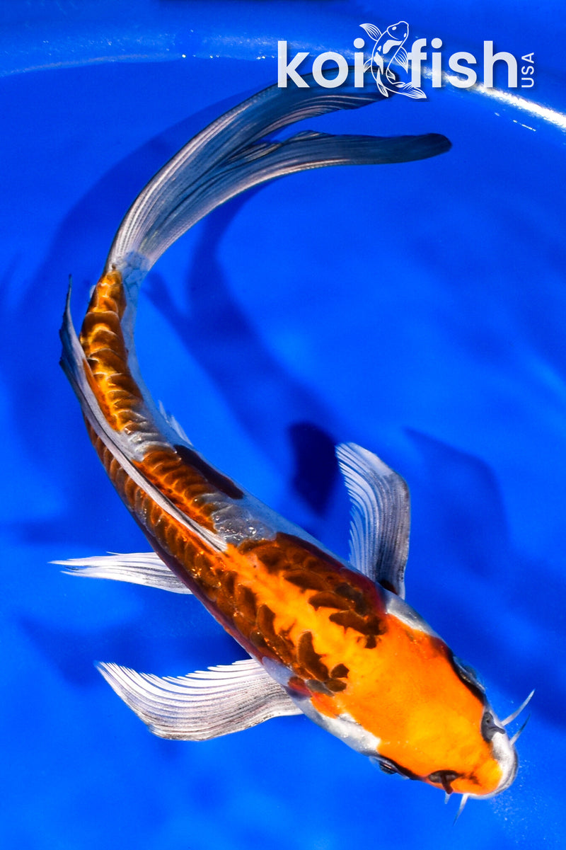 8" ARAGOKE BENI KIKOKURYU BUTTERFLY