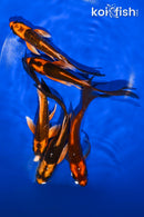 PACK OF (5) 5-6" BUTTERFLY KOI