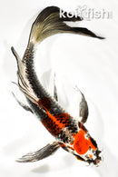 8.75" BENI GINGA BUTTERFLY