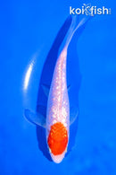 5" GINRIN KOHAKU