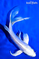 5.75" DOITSU PLATINUM OGON BUTTERFLY