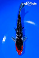 7.25" SHOWA