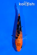 5" AKA SANKE