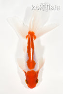 5.5" WATONAI GOLDFISH