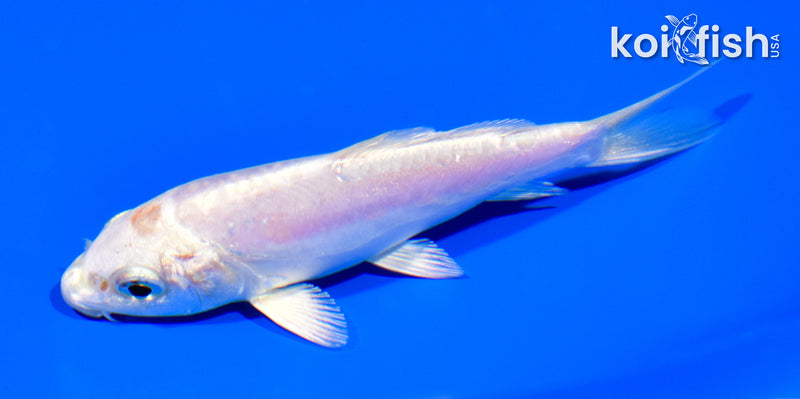 4.75" DOITSU PLATINUM OGON
