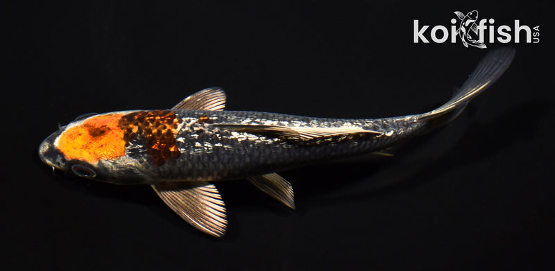 6.75" GINRIN BENI GINGA