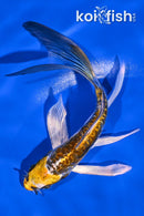 5.5" KIN KIKOKURYU BUTTERFLY